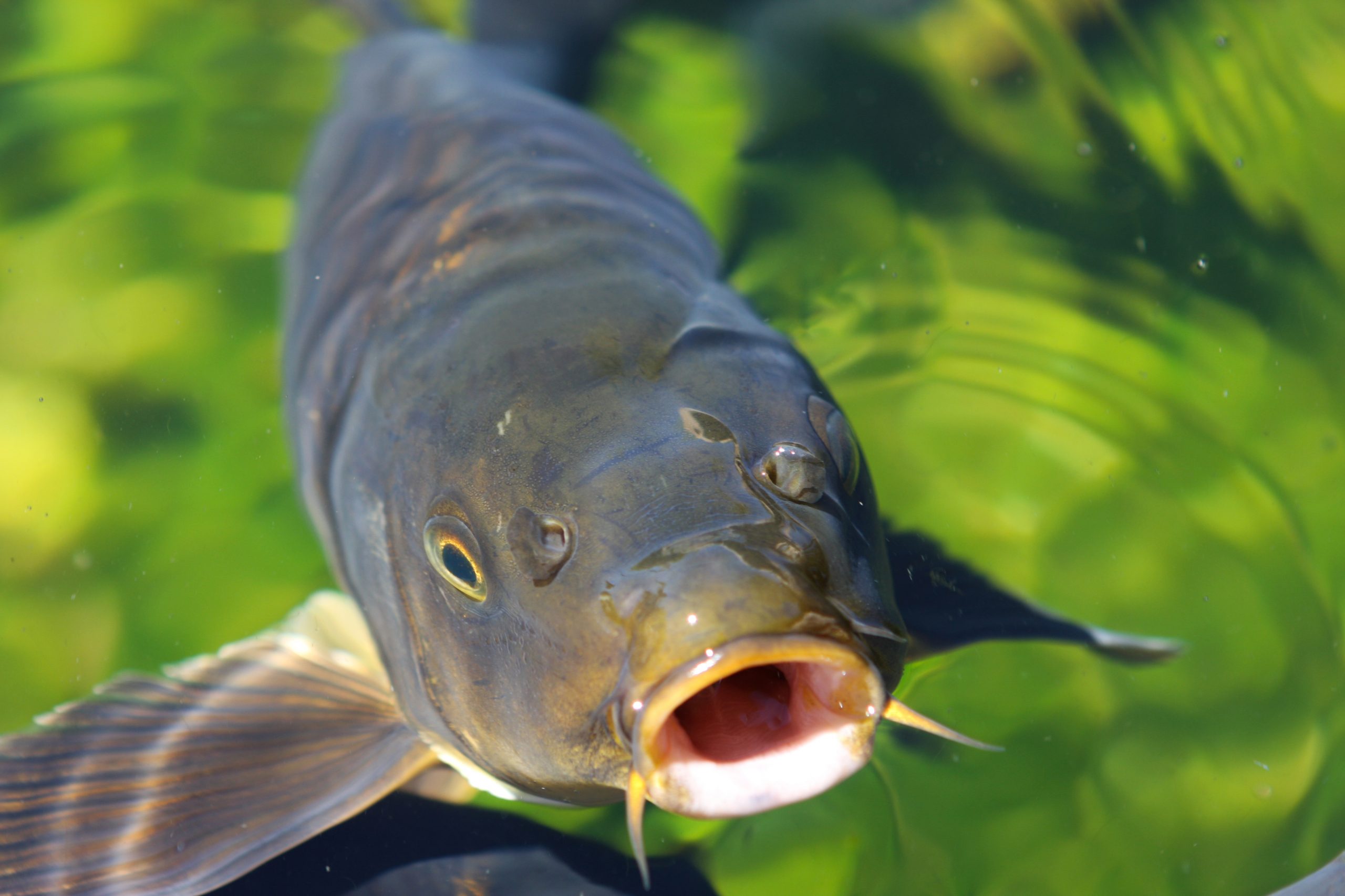 Asian Carp Alive and Breeding in Lake Erie Tributary - A\J