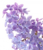 Common lilac