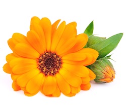 Calendula flower  © margo555 - Fotolia