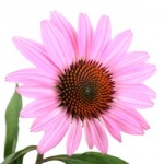 Purple coneflower